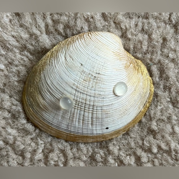 Decorative Floral Shell - Picture 2 of 2